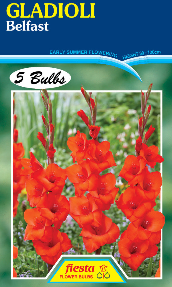 Gladioli 'Belfast'