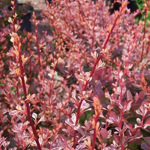 Berberis Rosy Glow