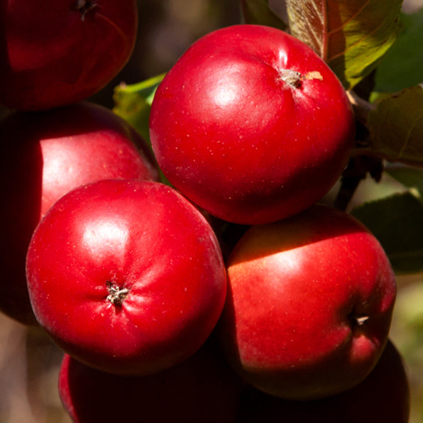 Malus ‘BIG RED’