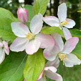 Malus ‘BIG RED’