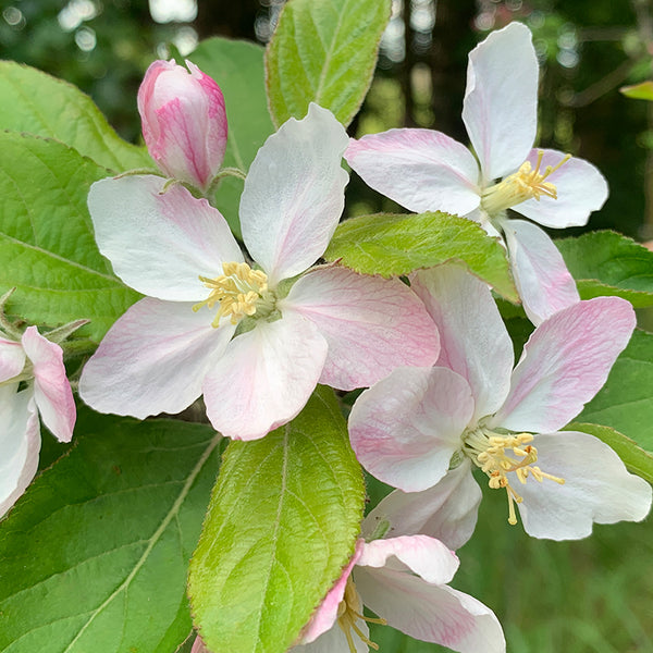 Malus ‘BIG RED’