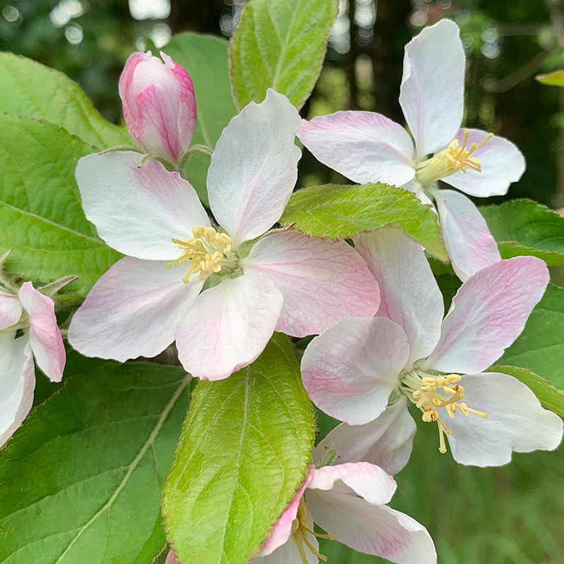 Malus ‘BIG RED’