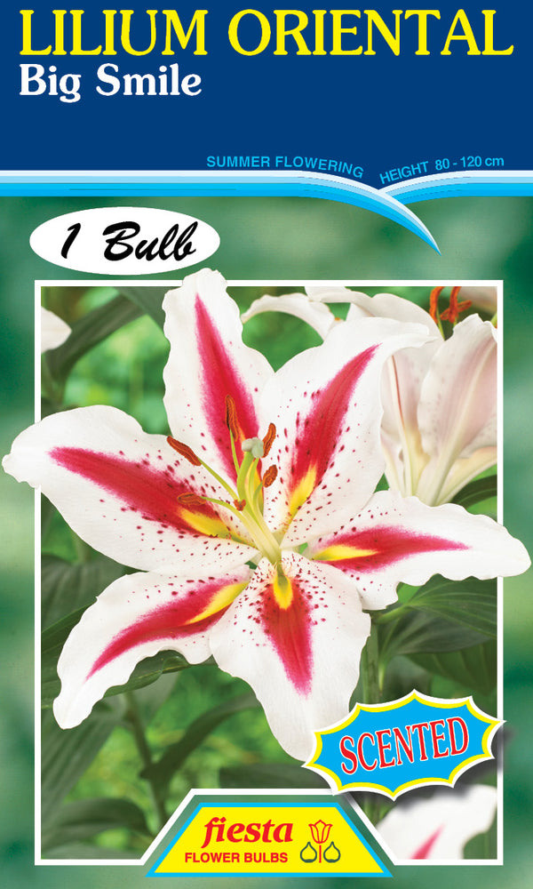 Lilium Big Smile