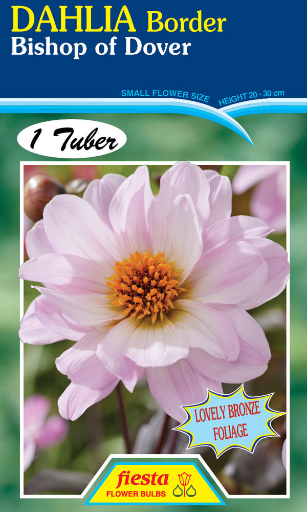 DAHLIA 'Bishop Of Dover'