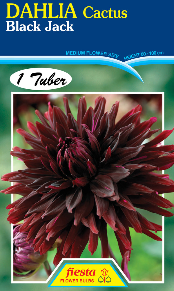DAHLIA 'Black Jack'