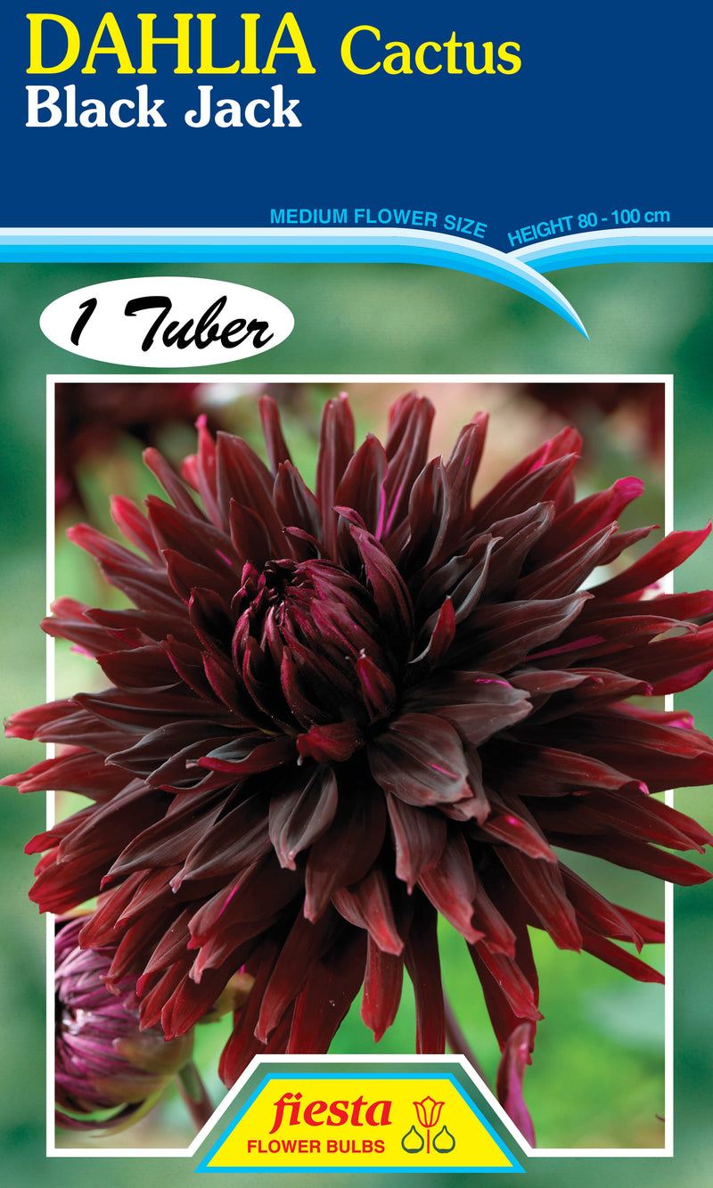 DAHLIA 'Black Jack'
