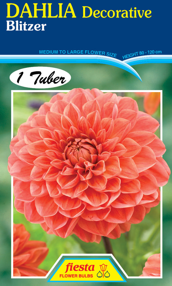 DAHLIA 'Blitzer'