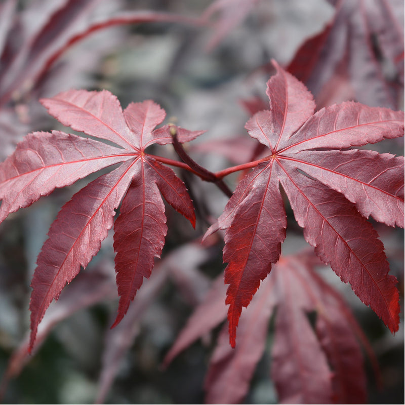 ACER ‘BLOODGOOD'