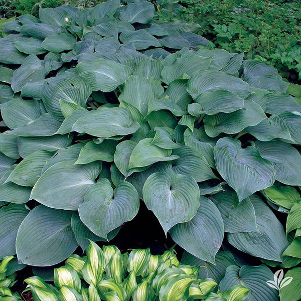 Hosta | Blue Angel