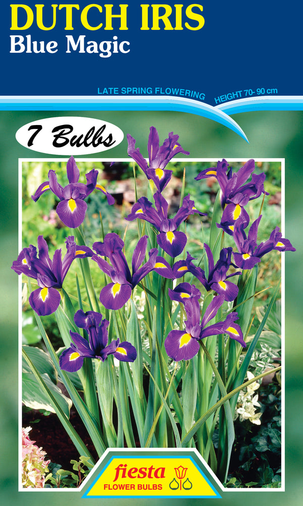 Dutch Iris Blue Magic