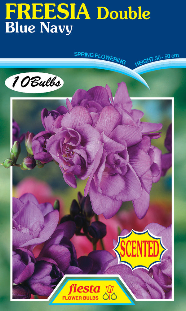 Freesia Double Blue Navy