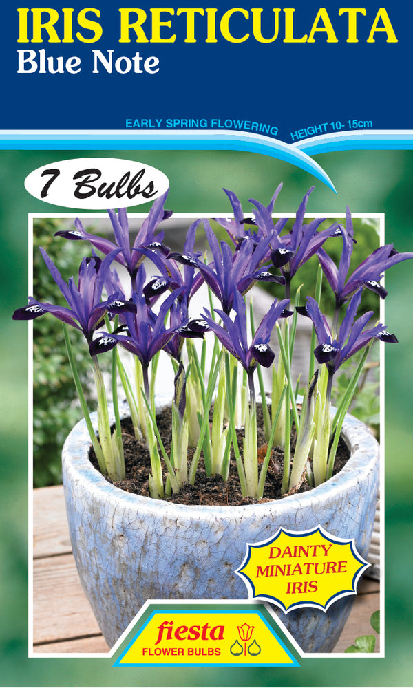 Iris Reticulata Blue Note