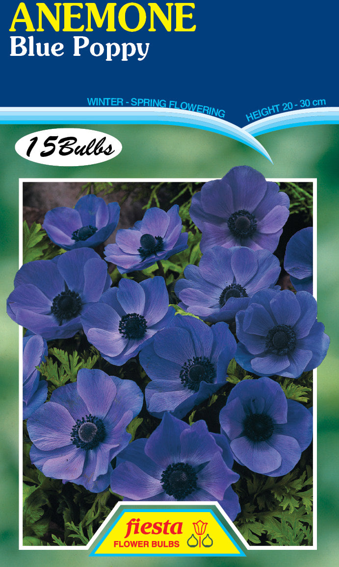 Anemone Blue Poppy