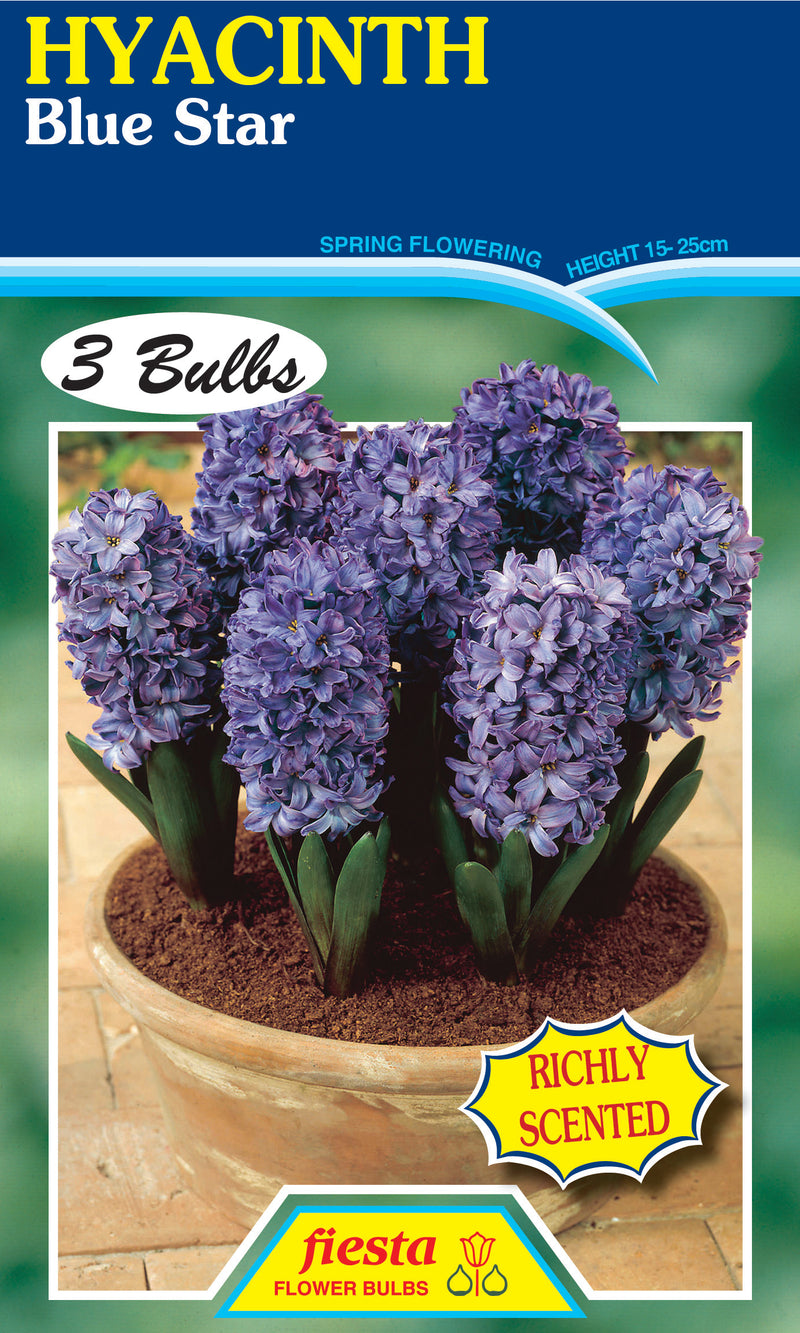 Hyacinth Blue Star