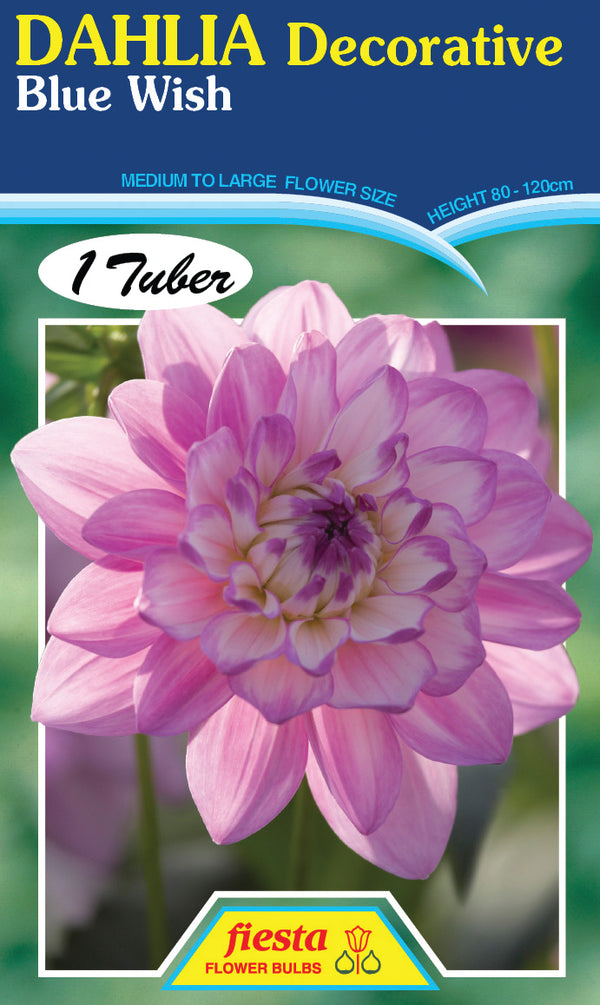 DAHLIA 'Blue Wish'