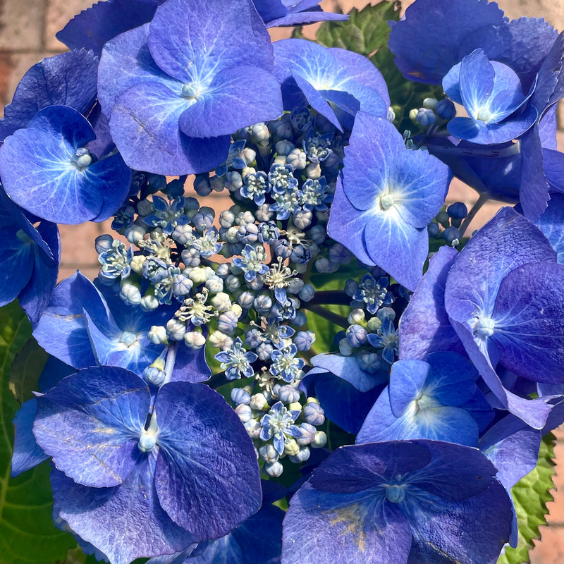 Hydrangea Blueberries and Cream