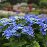 Hydrangea | Blueberries and Cream