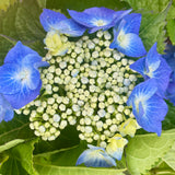 Hydrangea Blueberries and Cream