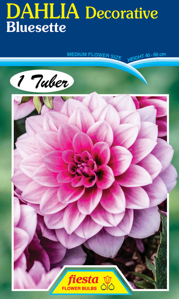 DAHLIA 'Bluesette'