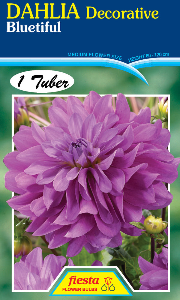 DAHLIA 'Bluetiful'