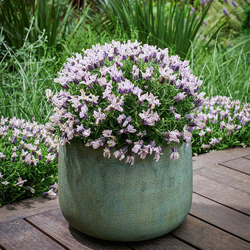 Lavender ‘Blushberry Ruffles’
