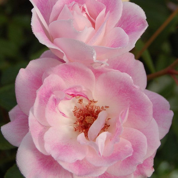 Patio Standard Rose Blushing Iceberg