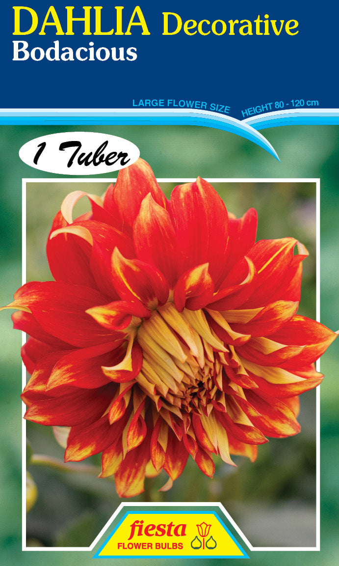 DAHLIA 'Bodacious'