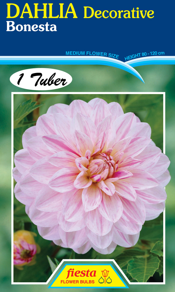 DAHLIA 'Bonesta'
