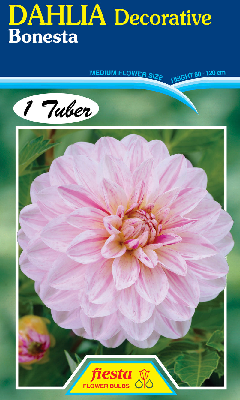 DAHLIA 'Bonesta'