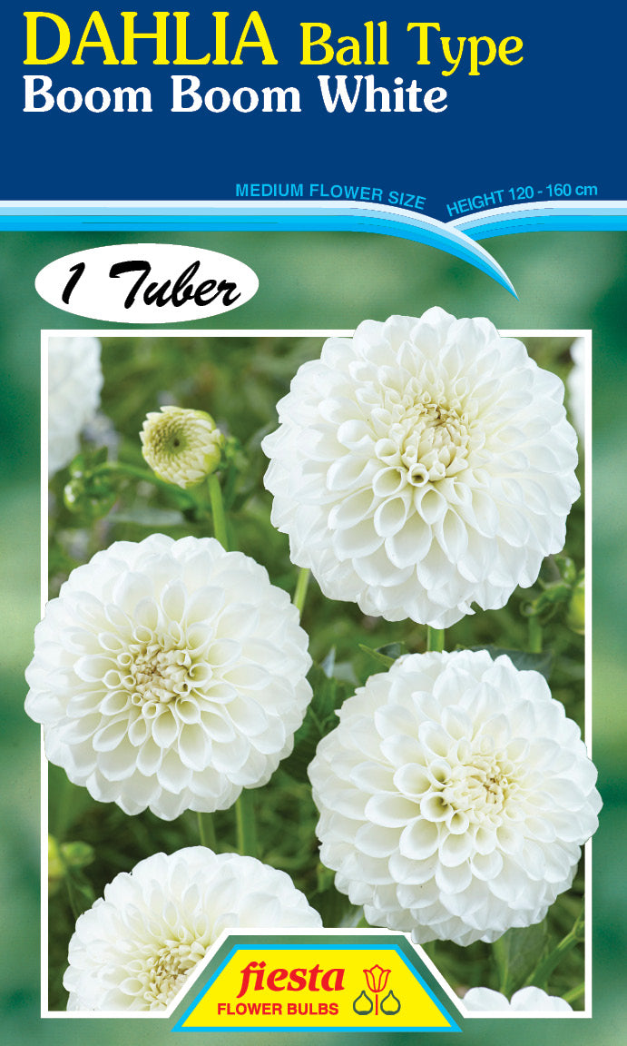 DAHLIA 'Boom Boom White'