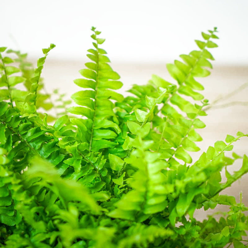 Nephrolepis Exaltata | Blue Bell