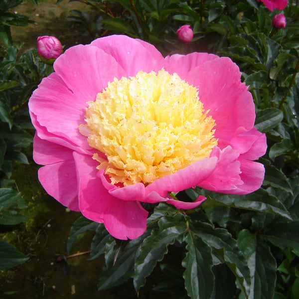 Peony - Bowl Of Beauty