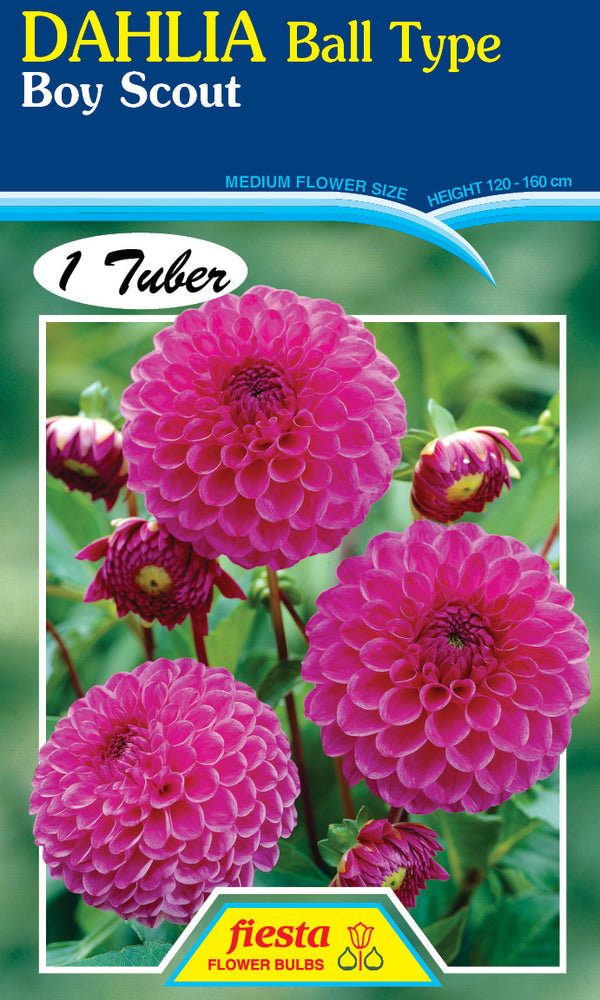 DAHLIA 'Boy Scout'