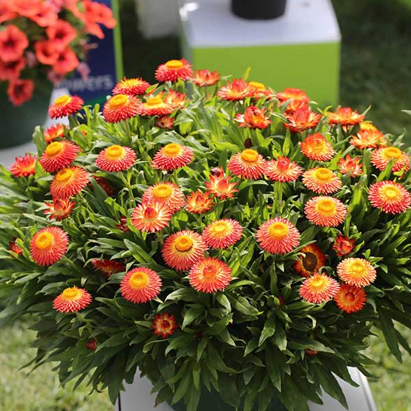 Bracteantha Orange (Everlasting Daisy) (Straw Flowers)