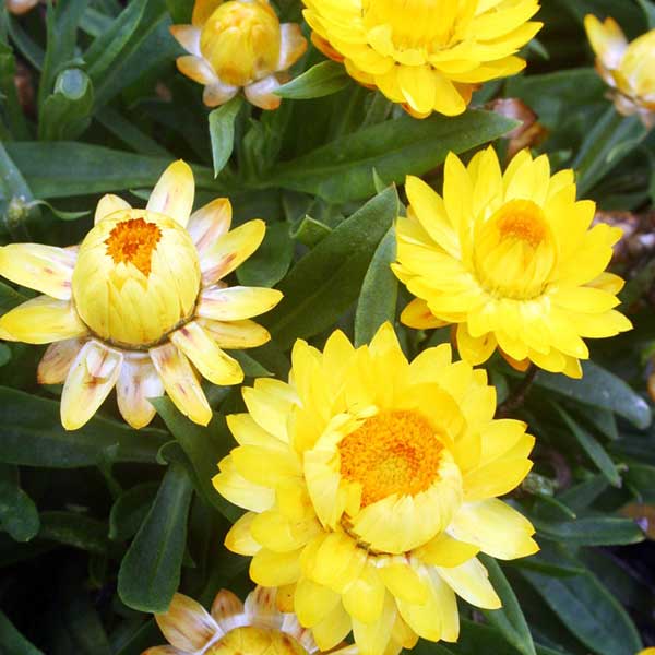 Bracteantha Lemon (Everlasting Daisy) (Straw Flowers)