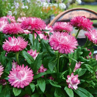 Bracteantha Pink (Everlasting Daisy) (Straw Flowers)