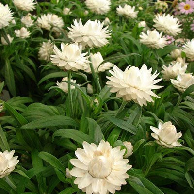 Bracteantha White (Everlasting Daisy) (Straw Flowers)