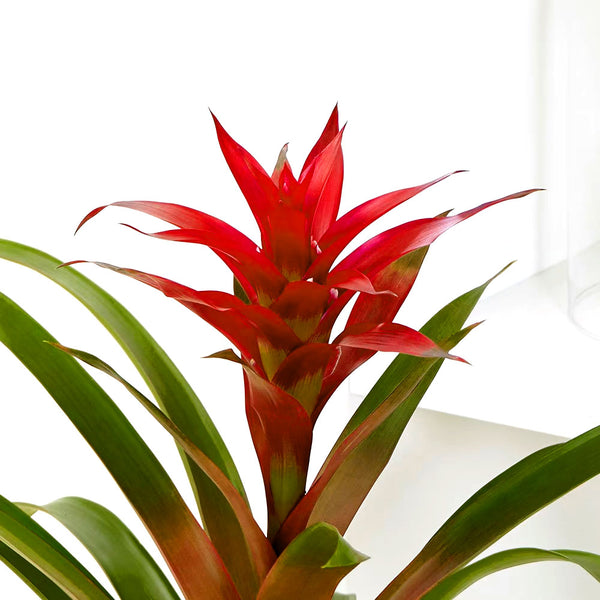 Bromeliad Bromeliaceae