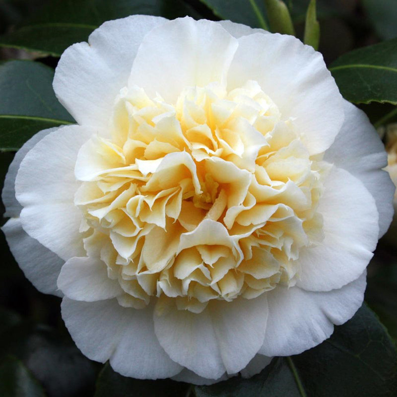 Camellia Brushfields Yellow