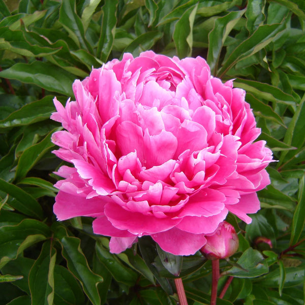 Peony - Bunker Hill