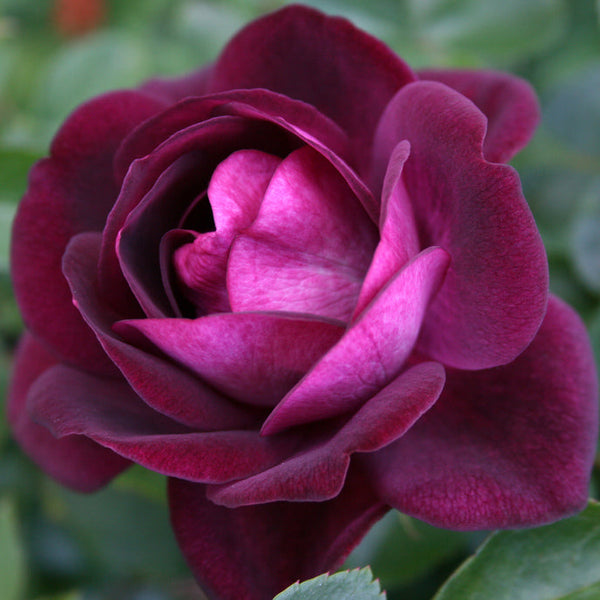 Standard Rose Burgundy Iceberg