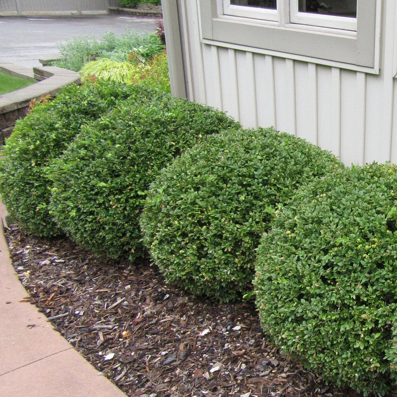 Buxus Green Gem Ground Ball