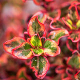 Coprosma | Ignite