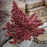 Coprosma | Ignite