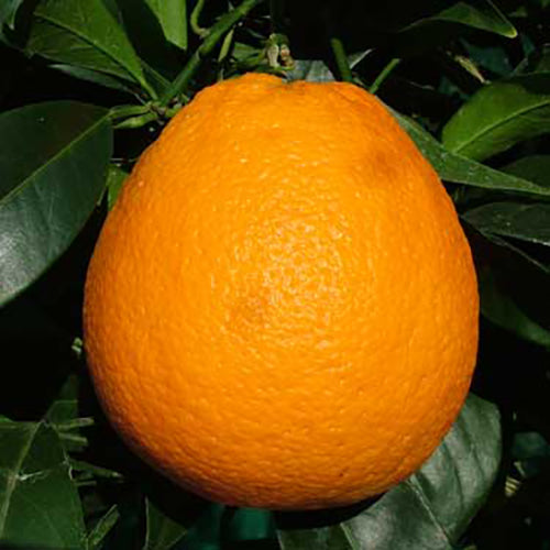 Orange Newhall