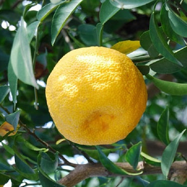 Citrus Yuzu