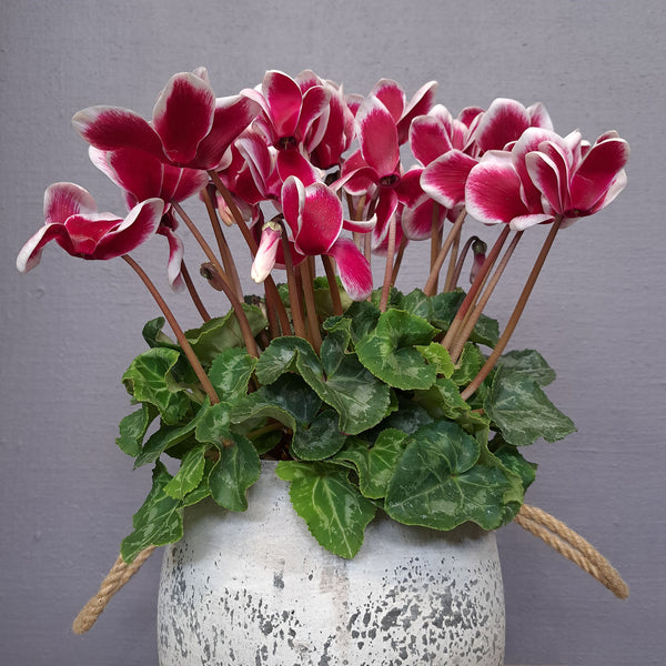 Cyclamen
