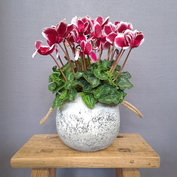 Cyclamen