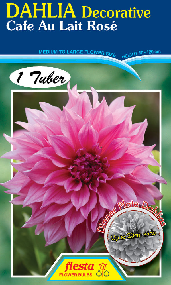 DAHLIA 'Cafe Au Lait Rose'