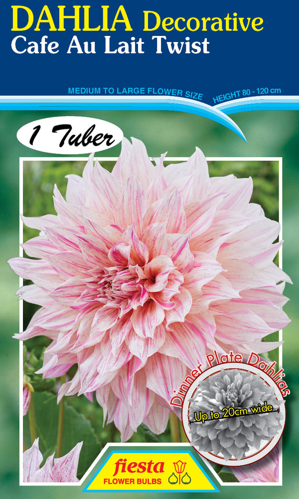 DAHLIA 'Cafe Au Lait Twist'